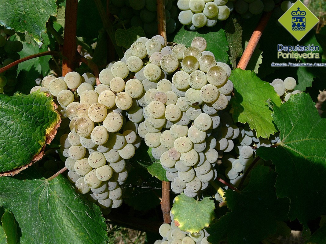 Vid - Grapevine - Vide >> A pesar de la lluvia las uvas siguen sanas.jpg